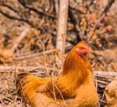 上坪镇小水村百亩桃园基地