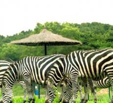沈阳森林动物园